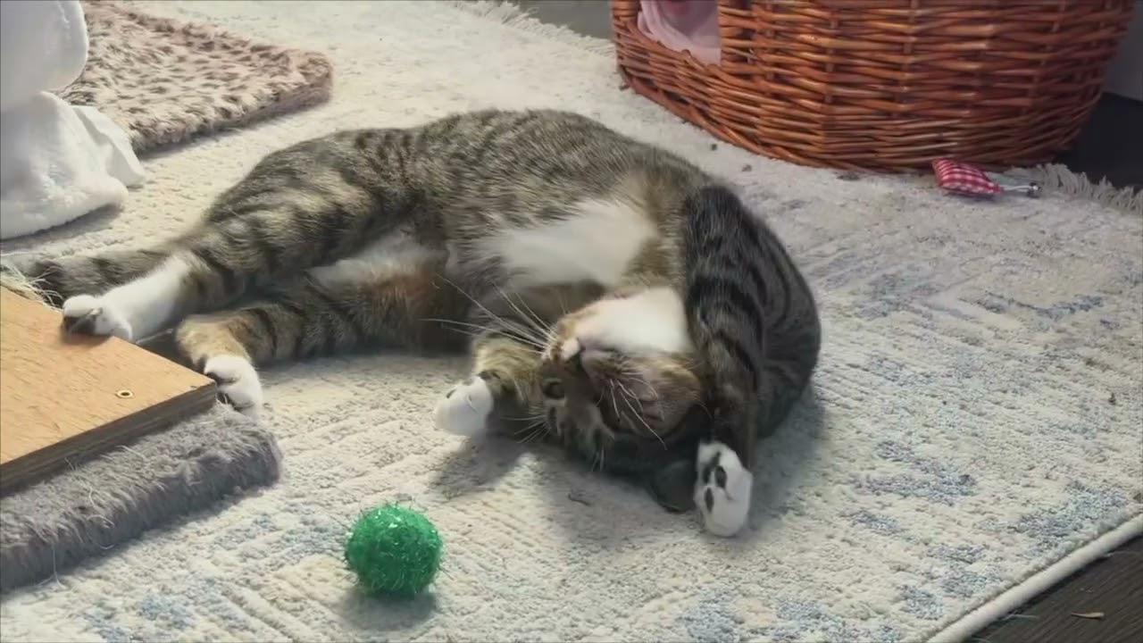 Cranberry, a ADOPTABLE American Shorthair in Manchester, CT video 5/5