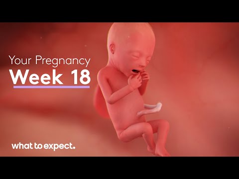 18 Weeks Pregnant - What to Expect
