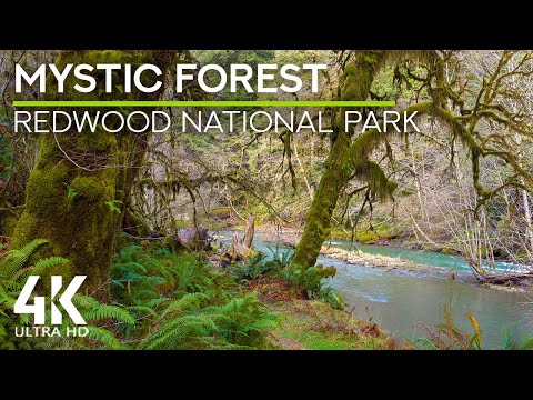 8 HRS Gentle Forest Birds Chirping \u0026 River Sounds to Relax and Rest - One Day in a Mystic Forest 4K