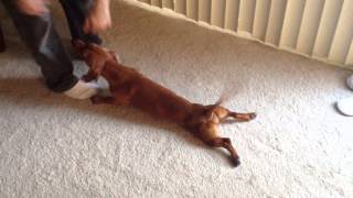 Drama The Dog Drags His Legs