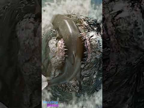 Godzilla Hunts Megalodon for Breakfast #Godzilla #DazzlingDivine