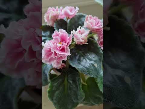 African Violets. Usambaraveilchen