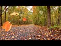 Autumn Leaves Falling/Blowing From Trees on a Windy Fall Day - Relaxing Ambience/FREE Stock Footage - Over & Out Autumn Leaves Falling/Blowing From Trees on a Windy Fall Day - Relaxing Ambience/FREE Stock Footage