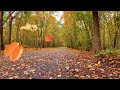 Autumn Leaves Falling/Blowing From Trees on a Windy Fall Day - Relaxing Ambience/FREE Stock Footage