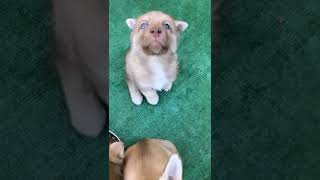 Shepherd Husky Puppies Videos