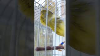 Download lagu Variegated Timbrado Original Short 3 #canarybird #canary #canaricultura #birdslover #timbrado mp3