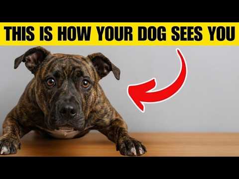 Your Dog Doesn’t Think You’re Human – What Science Finally Reveals