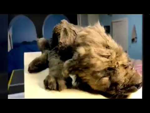 18,000-Year-Old Frozen 'Puppy' Discovered in perfect Condition in Siberia #Transaleo 2019