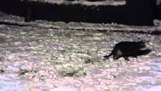 Katze Mimi – Erster Schnee am frühen Morgen