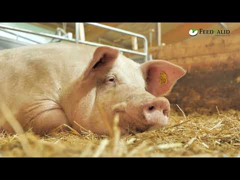 , title : 'Maak kennis met Zonvarken: dé revolutionaire varkensboerderij'
