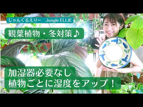 鉢内の湿度を保つにはどうすればいいですか？植物を熱波から守るための 5 つ以上のソリューション!  庭園