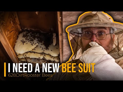 Mississippi's Most Dangerous Bees,  More Than Twenty-Five Stings, Which Suit To Buy