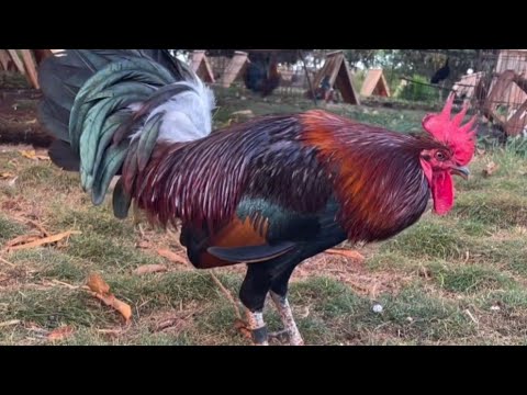 BlueFace White Claret Shut Em Down Farm in Hawaii 🌴 Kimo Kaiama • Beautiful Birds