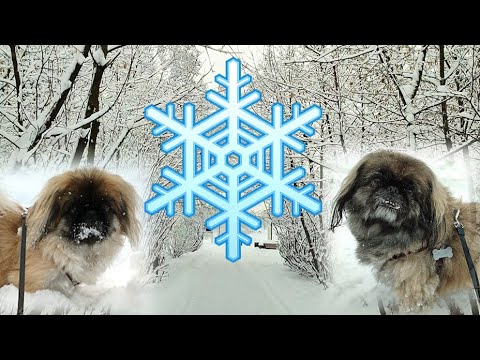 Snow walking with dogs in Moscow ❄ | Russian winter