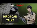 After 20 Years This Scientist Proved Birds Can Talk And Use Grammar