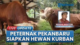 Peternak Sapi di Pekanbaru Mulai Stok Hewan Kurban, Harga Sama dengan Tahun Lalu