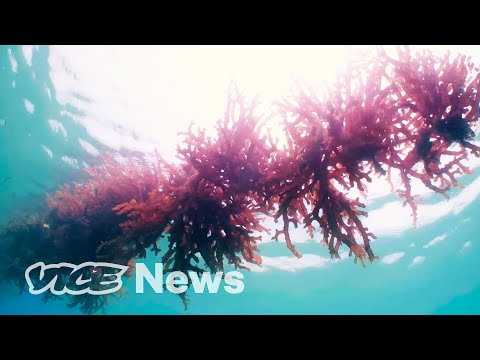The Chefs Changing People’s Minds About Seaweed