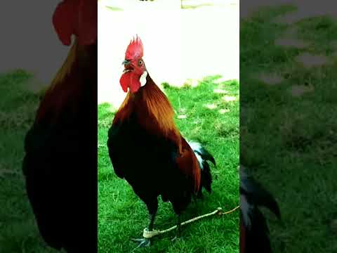 𝕂𝕠𝕜𝕠𝕜 𝕒𝕪𝕒𝕞 𝕙𝕦𝕥𝕒𝕟 || ℝ𝕖𝕕 𝕛𝕦𝕟𝕘𝕝𝕖 𝕗𝕠𝕨𝕝