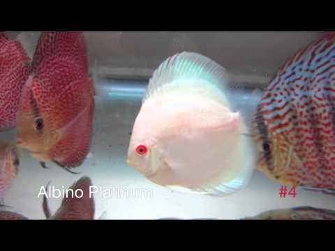 Top 10 Discus Fish Strains