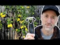 How To Prune Your Lemon Tree