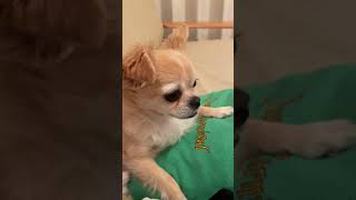 【チワワ】大変、愛犬が夏バテしてしまった。 #Shorts