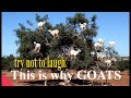 crazy goats .. This is why GOATS.....  the FUNNIEST ANIMALS try not to laugh