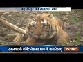 Tiger kills two in Uttarakhand's Ramnagar