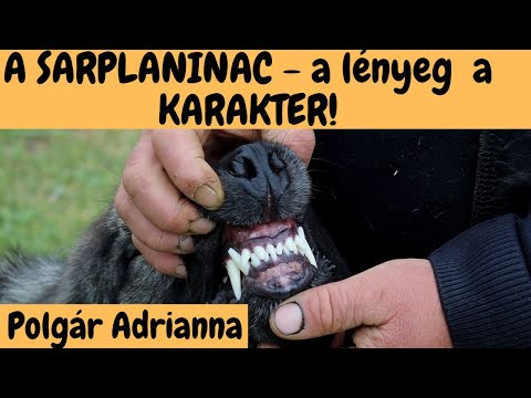 A SARPLANINAC - Milyen ez a kutya fajta valójában?  DogCast TV!