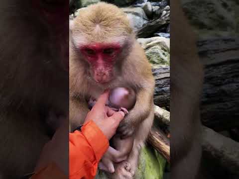 Mom and Baby Macaque Share an Unforgettable Moment! #macaque #macaquemonkey #monkey #babymonkey