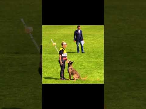 dog collar #k9dog #malinois #malinoismonday #dogaccessories #petshub #puppy #dogsupplies