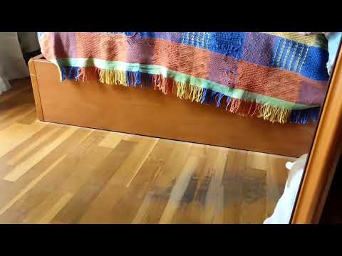 Greco#Americanstaford#CansJuansa#puppys#cachorros#dangerous#peligroso#dogs#perros#lies#mentiras#love