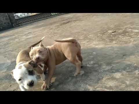 Blood of lee boy male and female rs.is 40 lakh