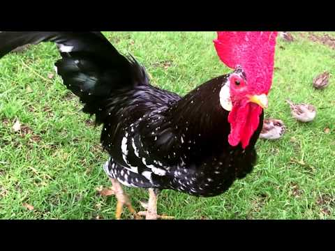 A handsome rooster crowing louds in the early morning !