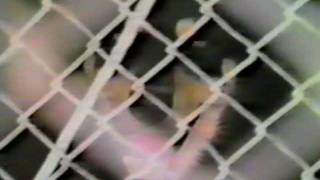 SKINNY PUPPY &#39;Testure 12&quot; Mix&#39; TOO DARK PARK Backing Film excerpt (HQ Audio)