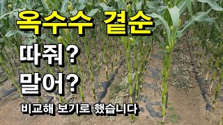 옥수수 곁순 따줘? 말어? 실험해 보기로 했습니다.