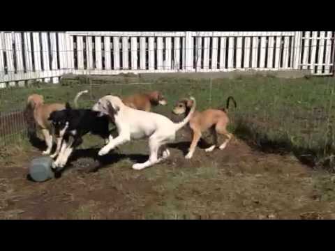 Tazillah A-litter salukipups 8,5 weeks