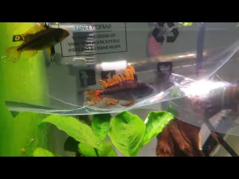 How To Breed Cockatoo Cichlids. Apistogrammas. Part 1