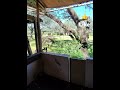 Zebra Dazzle Safari Animal Kingdom Disney World HD POV Meta Rayban Smart Glasses