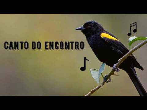 Canto do Encontro / Melro / Primavera / Pega / Inhapim | Variable Oriole | Icterus Pyrrhopterus