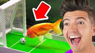 GENIUS Animals with 900 IQ MQDEFAULT Thumbnail