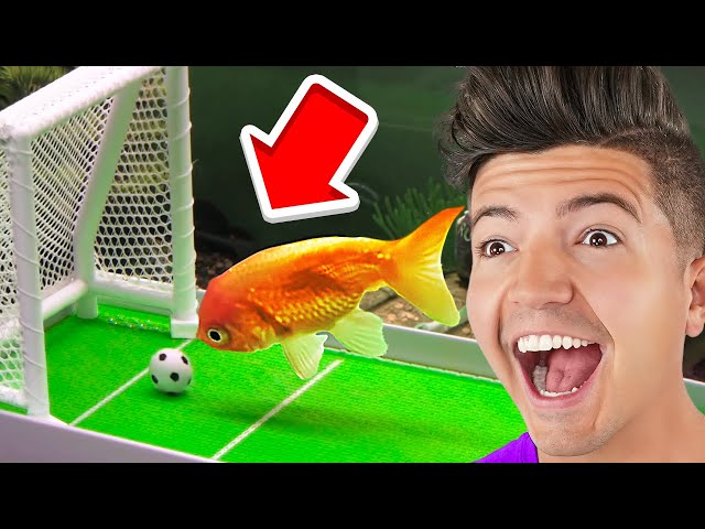 GENIUS Animals with 900 IQ SDDEFAULT Thumbnail