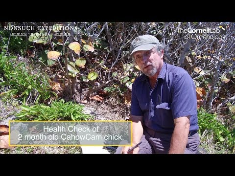 May 3rd | 2 Month Health Check of CahowCam chick