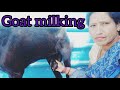 Goat Milking