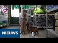Leidse dierenwinkel stopt na 47 jaar - OMROEP WEST