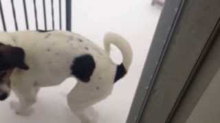 Cape Cod dog says no to snow!