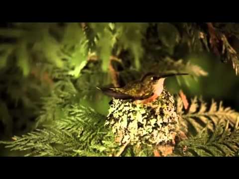 Relax - The Beauty of Nature (HD)