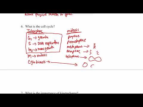 Genetics worksheet #2