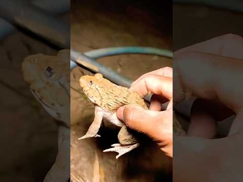 Catch big frogs funny | #shorts #funny #frog #funnymoment #funpage