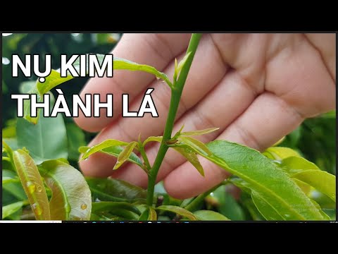 🔴QBS22251 - TẠO NỤ CHO CÂY MAI VÀNG MIỀN BẮC | LÀM SAO ĐỂ NỤ KIM PHÁT TRIỂN THÀNH MẦM HOA | MAI VÀNG