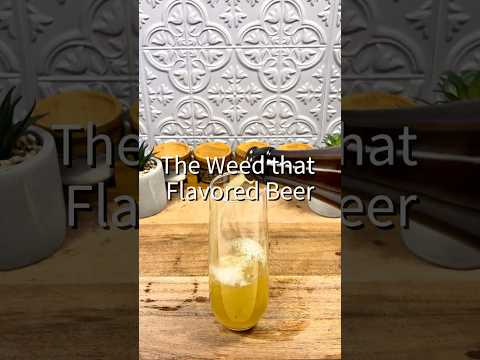 Mugwort drink